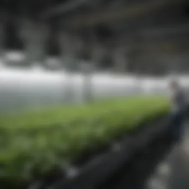 Comprehensive Look at a DWC Hydroponic Setup Overview of a DWC Hydroponic Setup