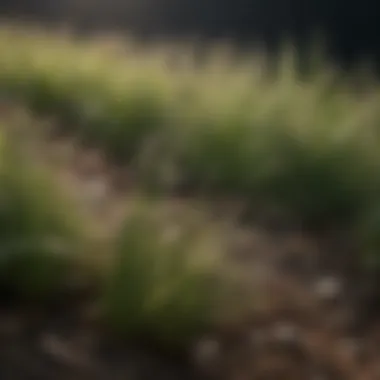 Close-up view of aggressive grass seed varieties showcasing distinct characteristics