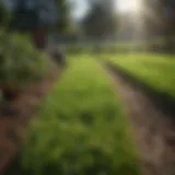 Lush green turf showcasing sustainable agricultural practices