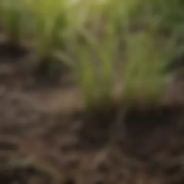 Fescue Grass Roots in Ideal Soil A close-up view of fescue grass roots in optimal soil