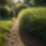 Lush fescue grass thriving in a shaded garden