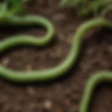 A diagram illustrating the life cycle of green worms, emphasizing their development stages.