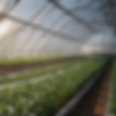 Comparison of Greenhouse Plastic Sheeting Types Different types of plastic sheeting displayed for comparison