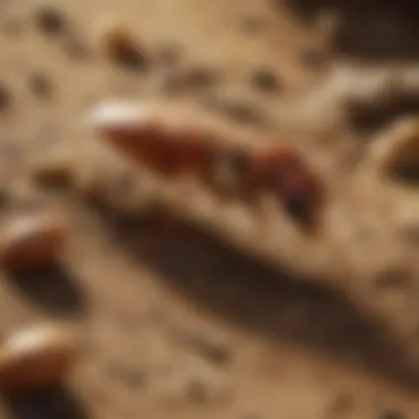 Natural Ingredients for Termite Remedies Natural ingredients for termite remedy
