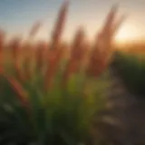 Vibrant hybrid sorghum Sudan grass in a lush field