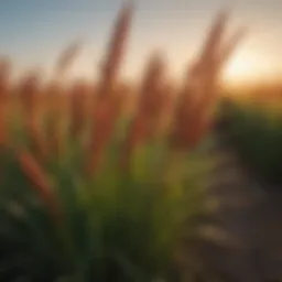 Vibrant hybrid sorghum Sudan grass in a lush field