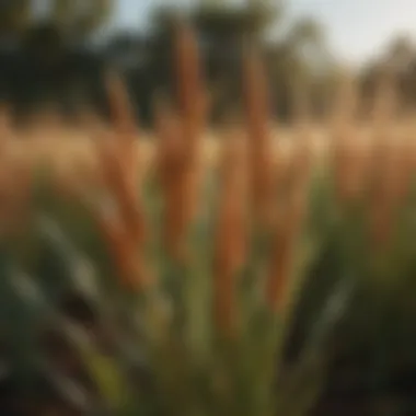 Nutritional Benefits of Hybrid Sorghum Sudan Grass Nutritional analysis of hybrid sorghum Sudan grass