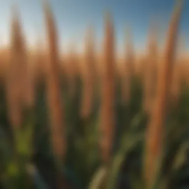 Close-up of hybrid sorghum Sudan grass showcasing its texture