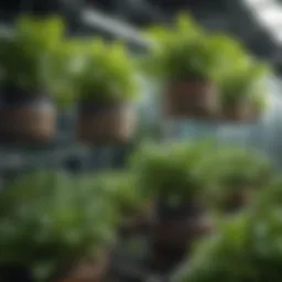 A close-up of a hydroponic system showcasing diverse plant species being propagated.