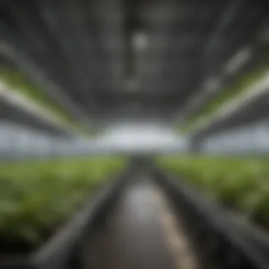 Hydroponic Propagation System in Greenhouse A practical setup showing a hydroponic propagation system in a greenhouse environment.