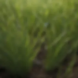 Close-up view of Northrup King fine grass seed highlighting its texture and quality