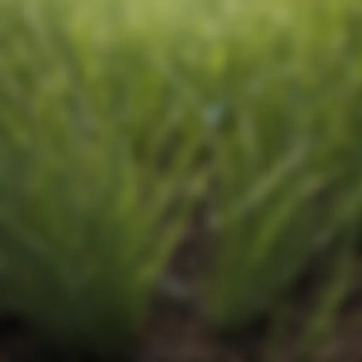 Close-up view of Northrup King fine grass seed highlighting its texture and quality