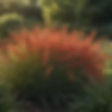 Lush landscape showcasing the vibrant growth of Northrup King grass varieties in a garden