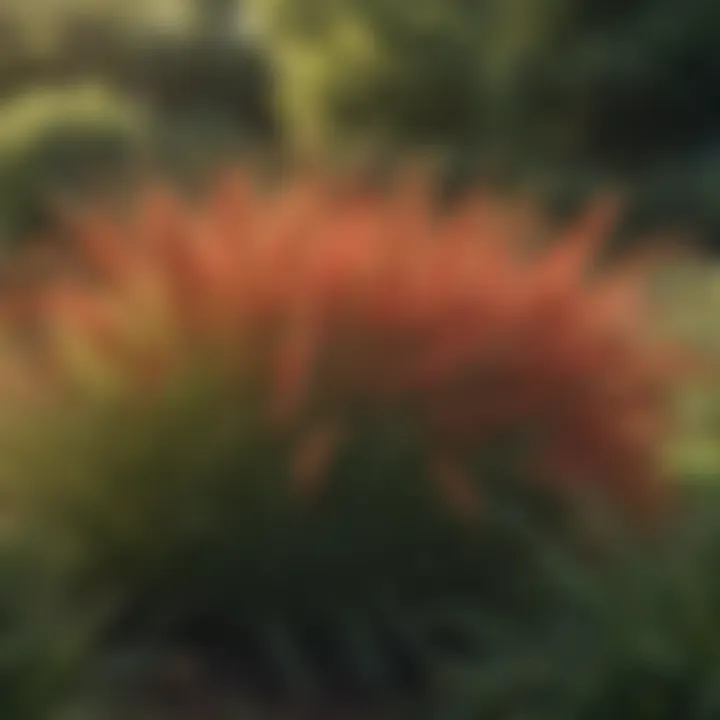 Lush landscape showcasing the vibrant growth of Northrup King grass varieties in a garden
