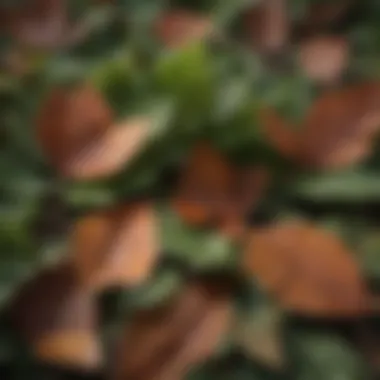 Close-up view of annual bluegrass leaves showcasing texture and color