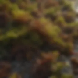 Diverse types of seaweed used in fertiliser