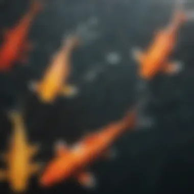 Close-up of a koi fish feeding at the surface