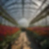 A setup of standing grow lights in a greenhouse