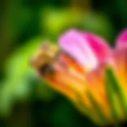 A close-up view of a honeybee collecting nectar from a vibrant flower
