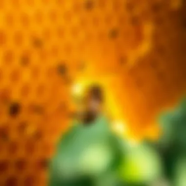 The Architecture of Honeycomb An intricate honeycomb structure filled with honey and pollen