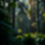 Lush forest landscape showcasing biodiversity