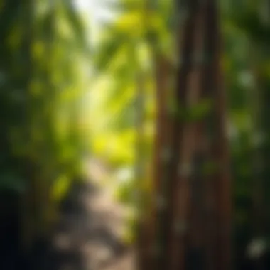 Sustainable Sourcing of Bamboo Sustainable sourcing of bamboo sticks in a lush garden environment.