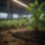 Small light timer controlling plant growth
