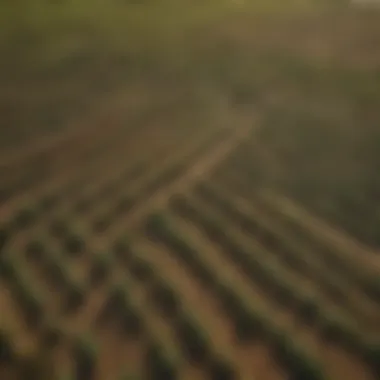 An aerial view of a large-scale farm utilizing 30-gallon pots for crop cultivation.