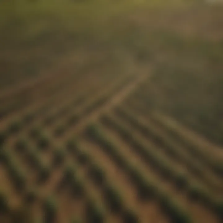 An aerial view of a large-scale farm utilizing 30-gallon pots for crop cultivation.