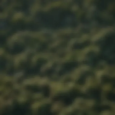 An aerial view of a tropical forest highlighting the fast growth of certain tree species.