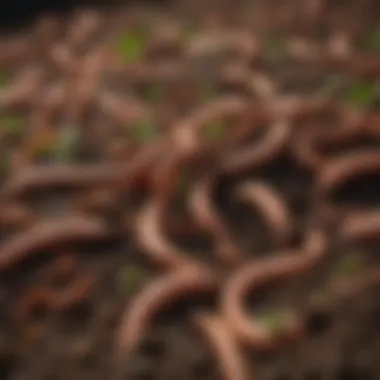 Healthy worms thriving in compost