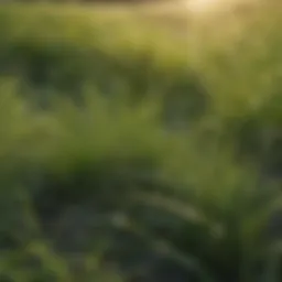 Close-up of lush fescue grass exhibiting healthy growth