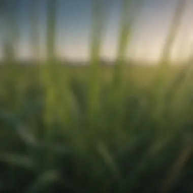 Close-up of Floratam grass blades showcasing resilience