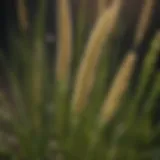 Close-up view of foxtail weed in Bermudagrass