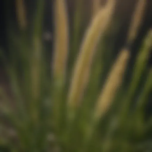 Close-up view of foxtail weed in Bermudagrass