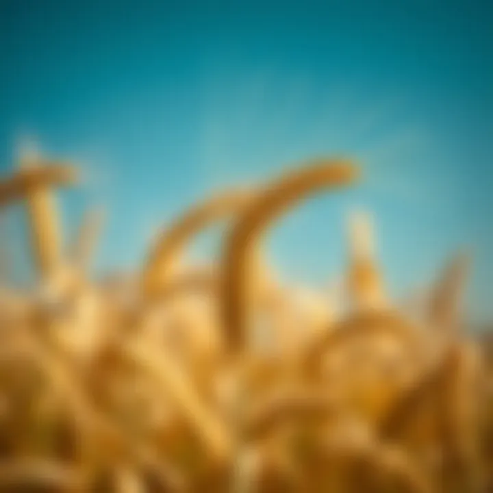 Future Trends in Wheat Pricing Future projections of wheat prices