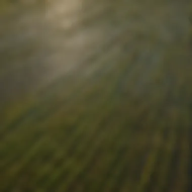 An aerial view of diverse rice cultivation regions