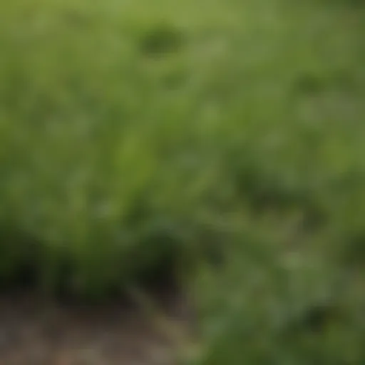 Close-up of granular herbicide on turf