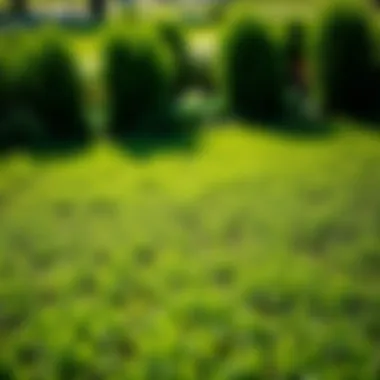 Instant Greenery with Fresh Sod Freshly laid sod covering a garden area, emphasizing instant greenery