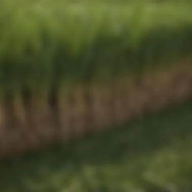 Close-up of thatch layer on grass