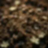 Close-up of Happy Frog compost exhibiting rich texture and organic materials