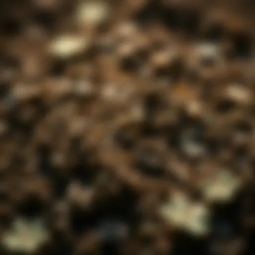 Close-up of Happy Frog compost exhibiting rich texture and organic materials