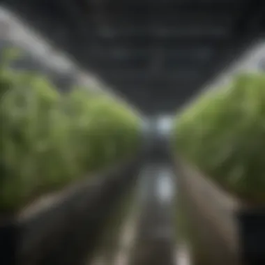 Innovative Urban Hydroponic Systems Innovative hydroponic systems designed for urban gardening