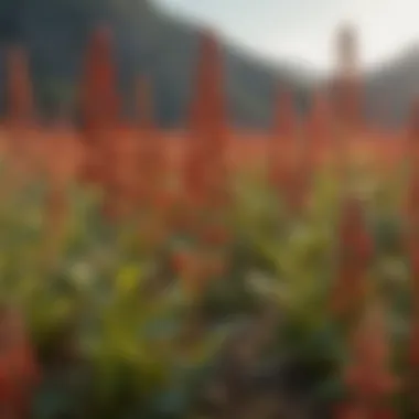 Close-up of healthy red buckwheat plants in a sustainable farming setting