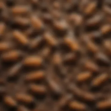 Diverse Species of Termites to Identify Close-up of different types of termite species