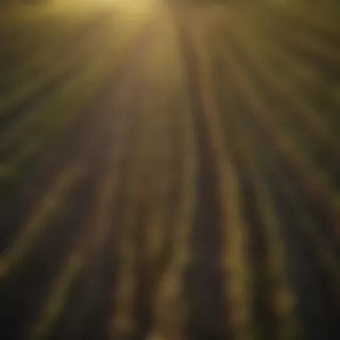 Diverse Agricultural Landscape A vibrant agricultural field showcasing diverse crops