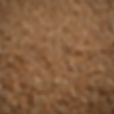 Barley grains close-up showcasing their texture