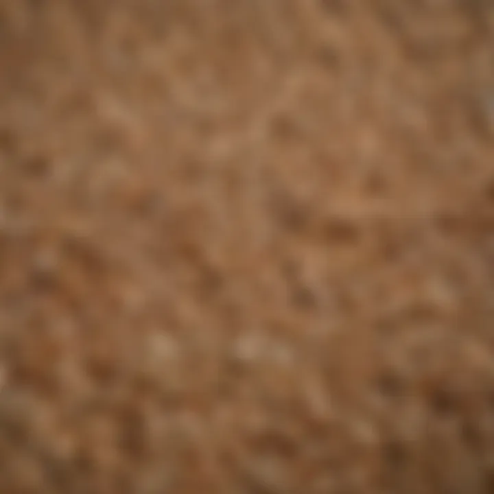 Barley grains close-up showcasing their texture