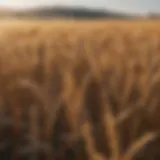 A field of golden wheat ready for harvest