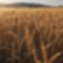 A field of golden wheat ready for harvest